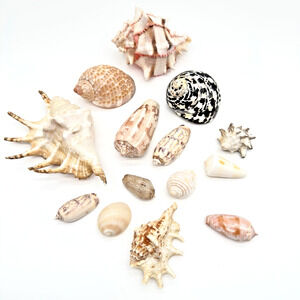 SEA SHELL COLLECTION Lot of 14 Murex Spider Conch Conus Beach Decor Aquarium